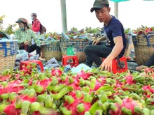 Image: Vietnam’s dragon fruit exports to Japan, S.Korea drop