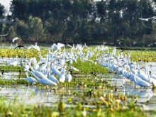 Image: Discover the beautiful nature in Lang Sen Wetland Reserve