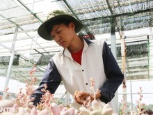 Image: Leaving the city to return to his hometown to grow succulents, the young Dak Nong earns hundreds of millions of dollars a month