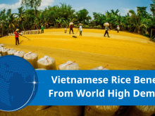 Image: Vietnamese rice is increasingly asserting its position in the world