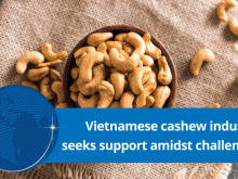 Image: Vietnamese cashew industry seeks support amidst challenges
