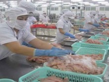 Image: Shrimp exports plunge in Q1