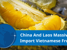 Image: Vietnam's fruit exports to China and Laos increased sharply