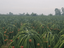 Image: Pre-season dragon fruit has recorded the highest price
