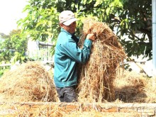 Image: Farmers change their lives thanks to… straw