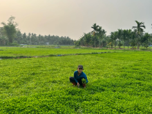 Image: Farmers suddenly changed their lives by growing gotu kola on alum-contaminated soil