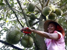 Image: Vietnam’s Ri6 durians exported to UK