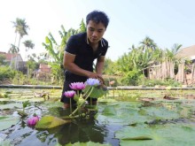 Image: The boy who grows water lilies earns VND 50 million per month