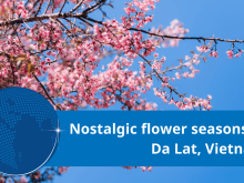 Image: Nostalgic flower seasons in Da Lat, Vietnam