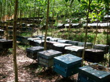 Image: Eat seasonal bees to make honey, seasonal workers earn 250,000 VND in 4 hours