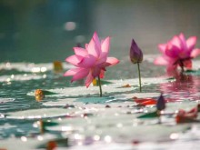 Image: Thai Binh lotus season