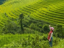Image: Admire the early ripening rice season in Sapa, Vietnam