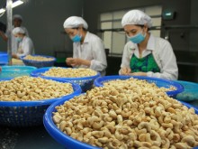 Image: Countries massively import Vietnamese cashew nuts