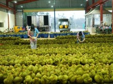 Image: Vietnamese durian is exported strongly to China