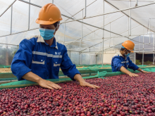 Image: Coffee Prices in Vietnam's Central Highlands Surpass VND81,000 per Kilogram