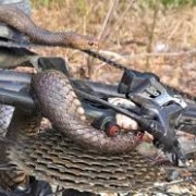 Woman Hospitalized After Snake Encounter While Cycling
