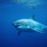 Lifeguard Pulled Underwater by Great White Shark in Maine