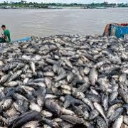 Over 50 Tons of Grouper Die After Heavy Rain in Thanh Hoa