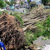 Fallen Tree Causes Traffic Chaos in Central Ho Chi Minh City