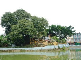 Image: A thrilling story about the treasure of a thousand-year-old Diospyros decandra tree in Hanoi