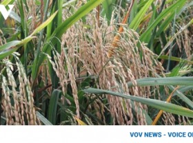Image: Vietnam elevates rice brand in demanding markets
