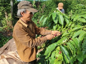Image: Coffee farmers suffer poor crop, low price