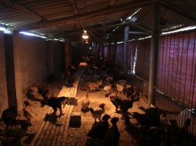 Image: Dong Tao Chicken drinks garlic wine, dragon scale legs are “hunted” by rich people as Tet gifts