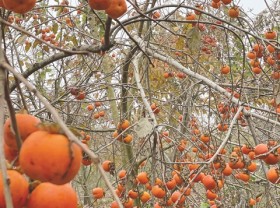 Image: Dried persimmon – a delicacy of Đà Lạt