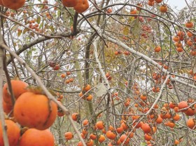 Image: Dried persimmon – a delicacy of Da Lat