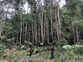 Image: Forestry sector aims to gain $14b exports in 2021