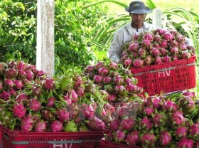 Image: Fruit and vegetable exports hit over US$3.2 billion in 2020