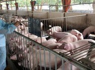 Image: Gov’t to support pig farmers in regions affected by African swine fever