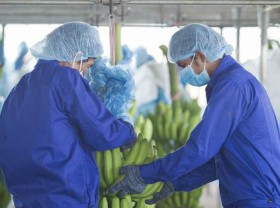 Image: HAGL Agrico transferred 3 more subsidiaries to Thaco