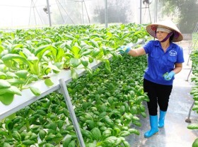 Image: Hanoi agriculture strives to grow at least 3% this year
