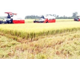 Image: High rice export price benefits farmers