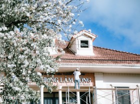 Image: Hundreds of White flowers bloom trees in full bloom all over Dalat, the scene from afar looks like a snow-covered city!