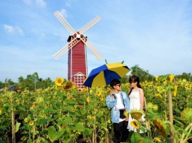 Image: The largest sunflower garden in Sa Dec captivates the people of the West