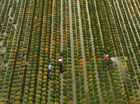 Image: 250,000 baskets of raspberries for Tet