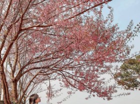 Image: 5 paths to see cherry blossoms in Da Lat