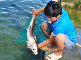 Image: Cheap sturgeons imported from China challenge fish farmers in Vietnam