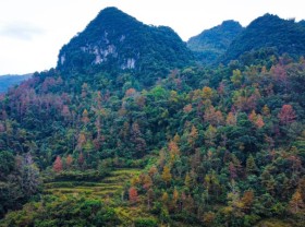 Image: Chongqing forest red leaf season