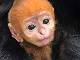 Image: Endangered baby langur in Philadelphia given Vietnamese name