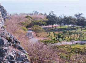 Image: Pink apricot beans along the coast of Vung Tau