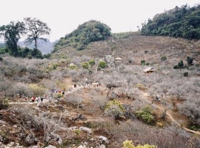 Image: Plum blossoms bloom in Moc Chau forest