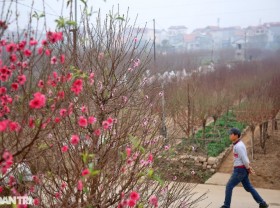 Image: Red peach blossoms bloom on the field of Nhat Tan