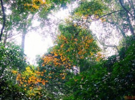Image: Conquering Mount Pha Luong in season of golden maple leaves