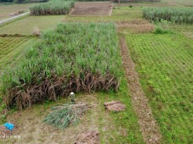 Image: In central Vietnam, buffalo power makes sugar
