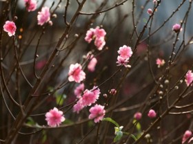 Image: Peach blossoms signal early Tet in Hanoi streets