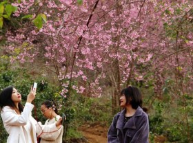 Image: Pinky cherry-like apricot trees in Lang Biang plateau