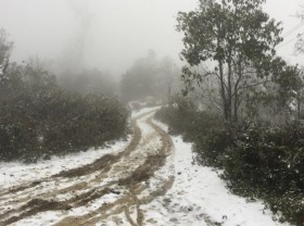 Image: Y Ty forest fully covered snow and ice